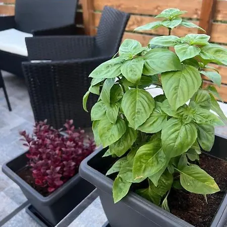 Ikarus Rhodes Center Lejlighed *