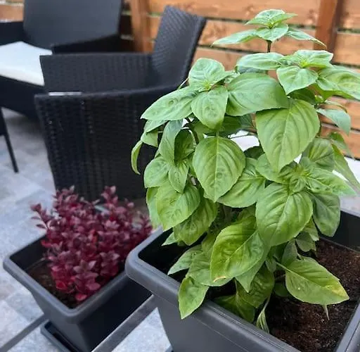 Ikarus Rhodes Center Lejlighed *